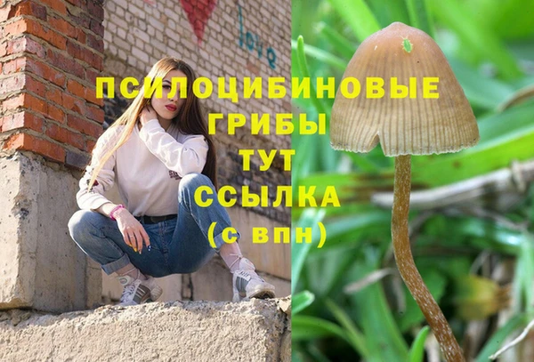 гашик Арсеньев